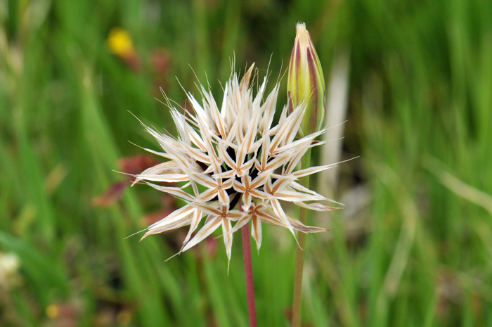 Lindley’s Silverpuffs has a unique fruit head that has a pappus of 5-pointed 
silver scales. Uropappus lindleyi
